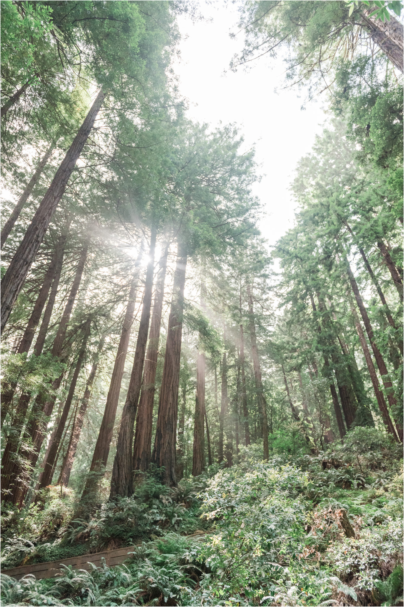 Muir Woods California Redwoods Forrest