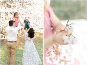 Family cherry blossom photo session, Greenville baby and family photographer.