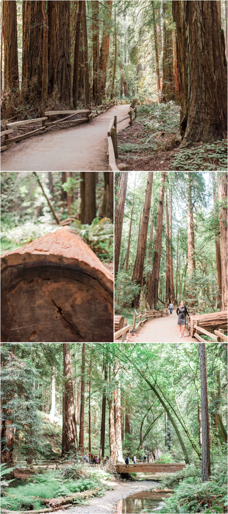 Muir Woods Redwoods in California