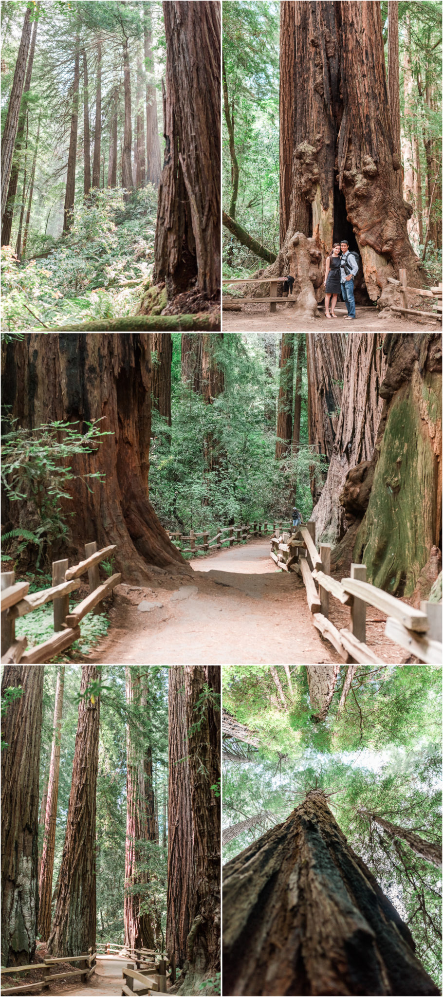 Muir Woods National Reserve Redwoods Forrest