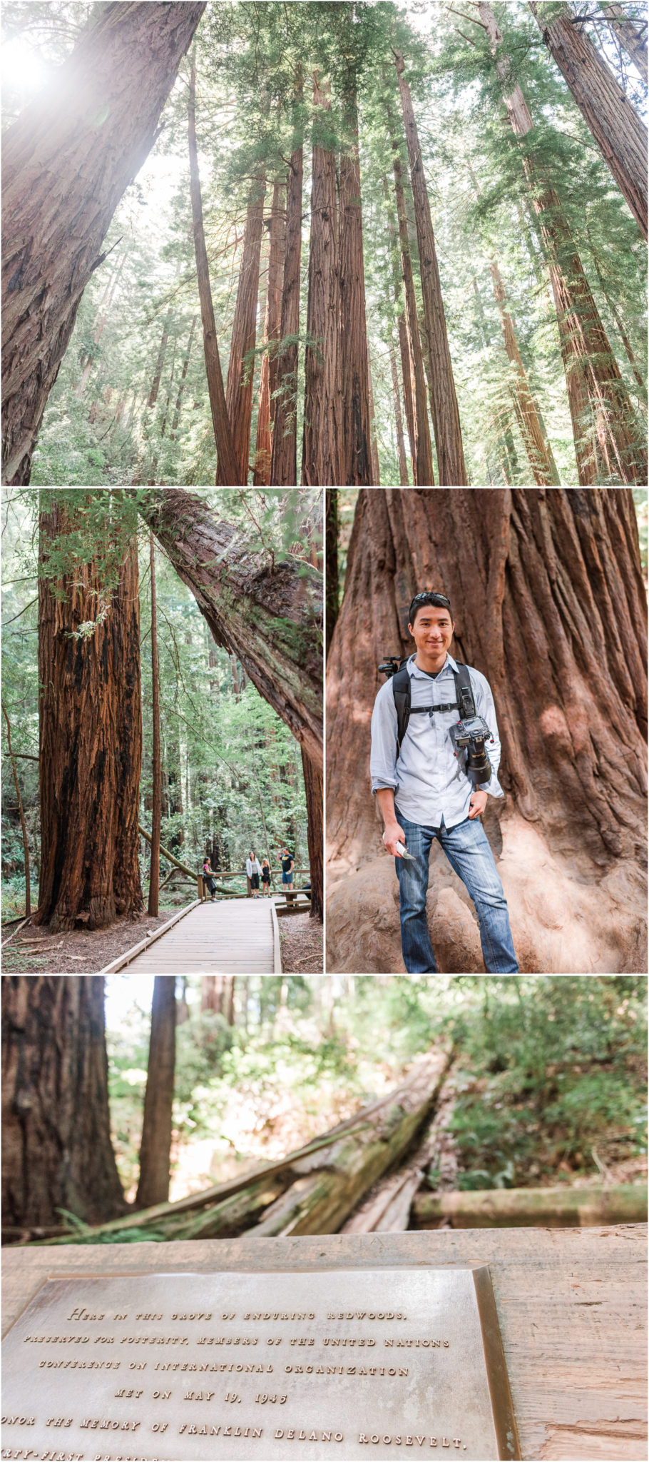 Muir Woods Redwoods National Park California